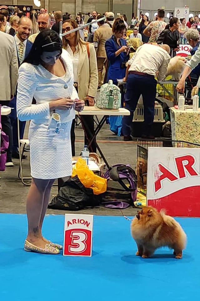 Pomeranian kennel Queen of North at Madrid Dog Show 2022