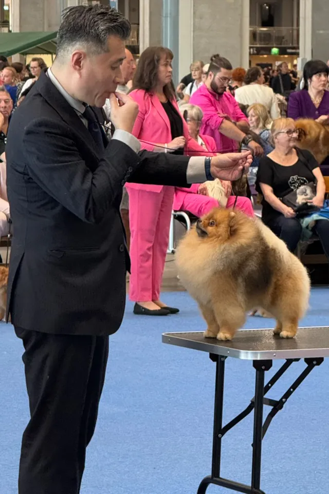 Amys Poms Beaten Bao Pupu Gallery 1