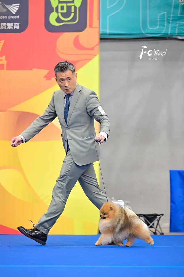 Amys Poms Beaten Bao Pupu Gallery 2