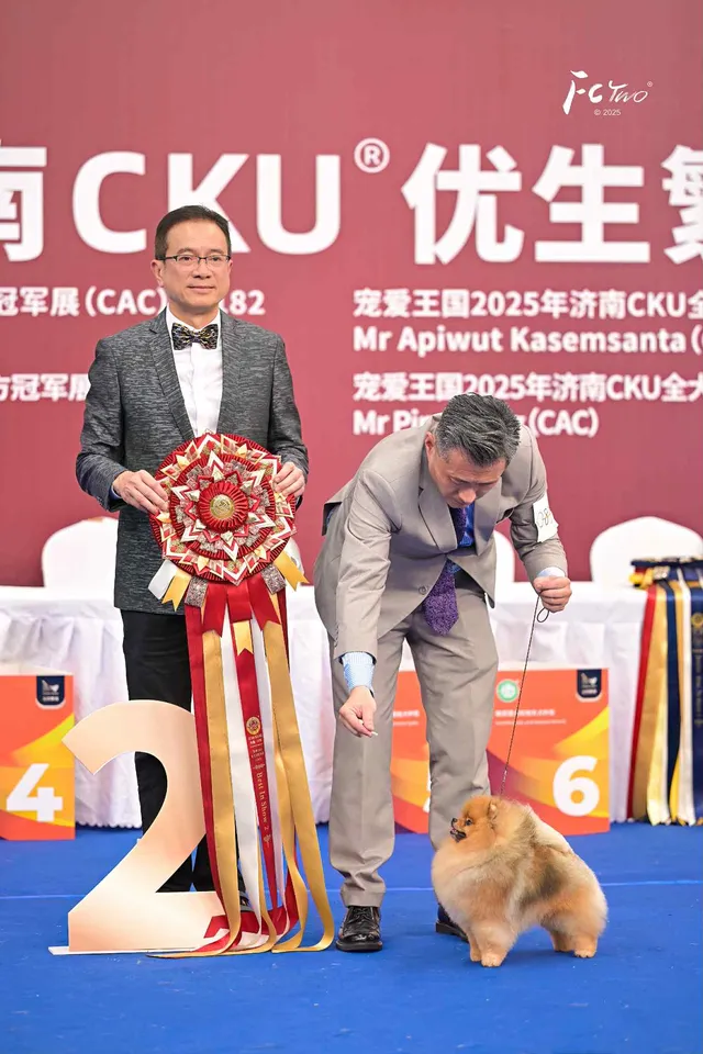 Amys Poms Beaten Bao Pupu Gallery 4