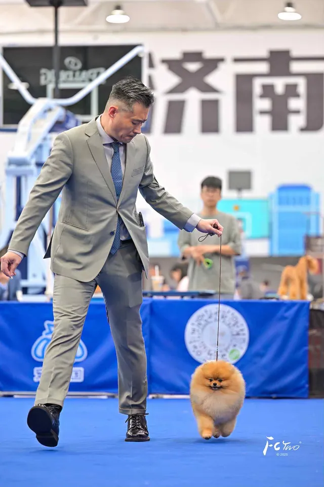 Amys Poms Beaten Bao Pupu Gallery 5