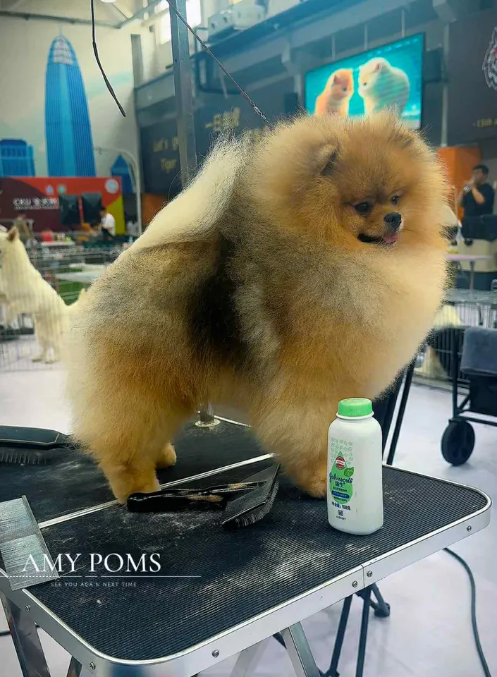 Amys Poms Beaten Bao Pupu Gallery 6