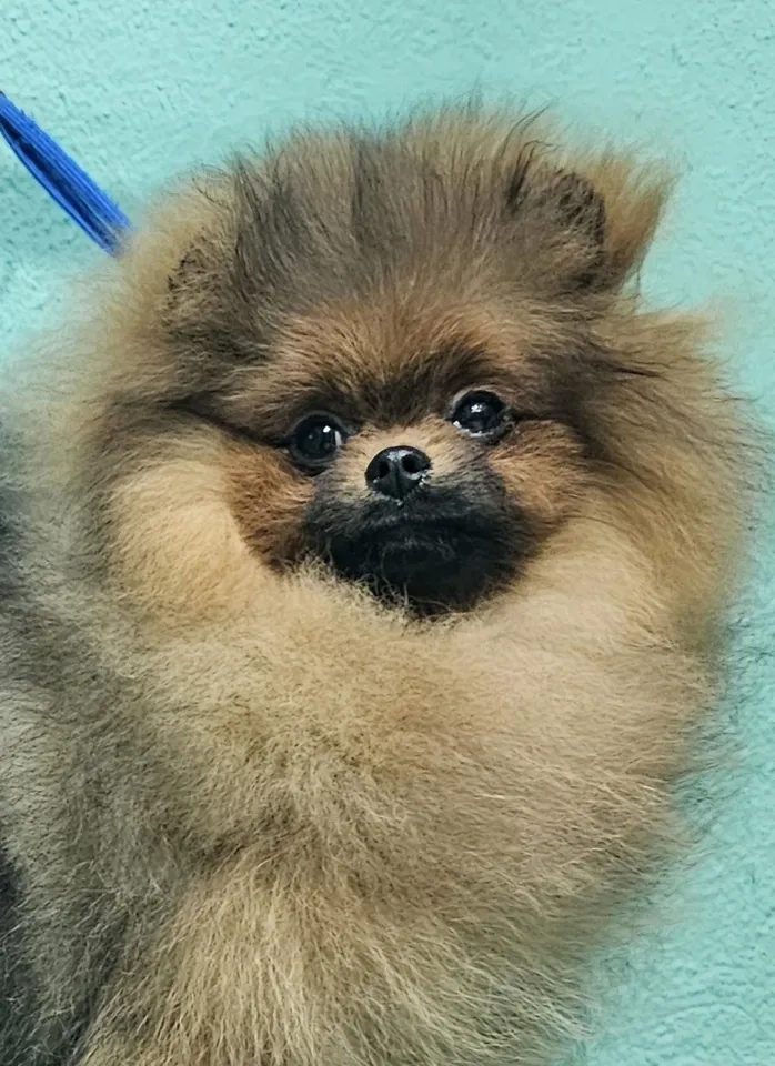 Queen of North Felicity Gallery 4