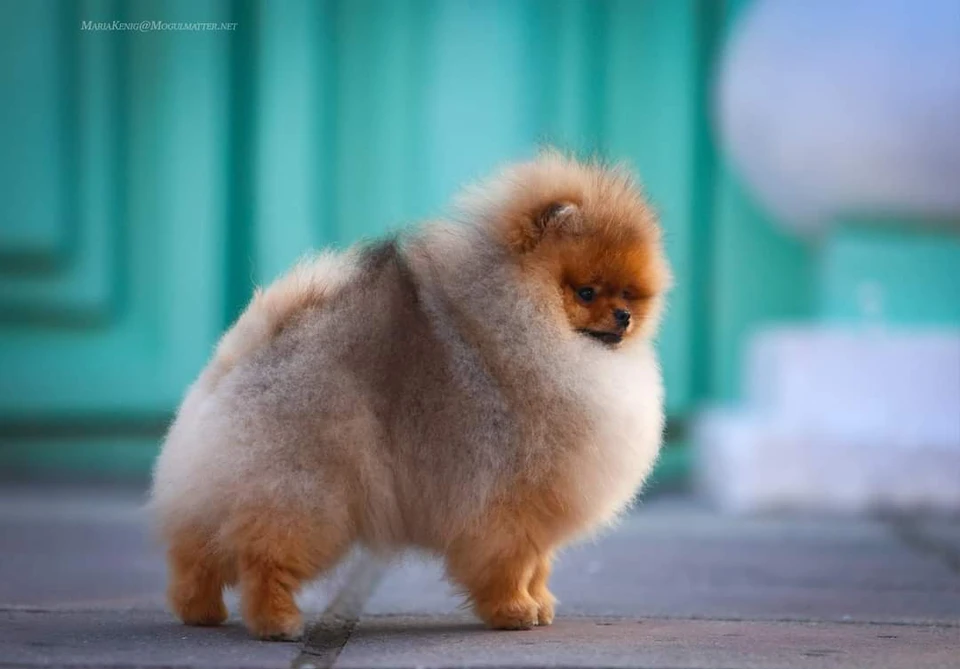 Queen of North Gin Sling Koko Gallery 11