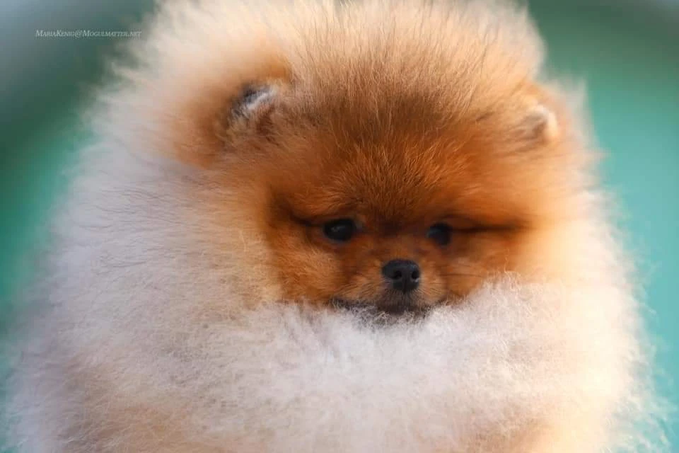 Queen of North Gin Sling Koko Gallery 3