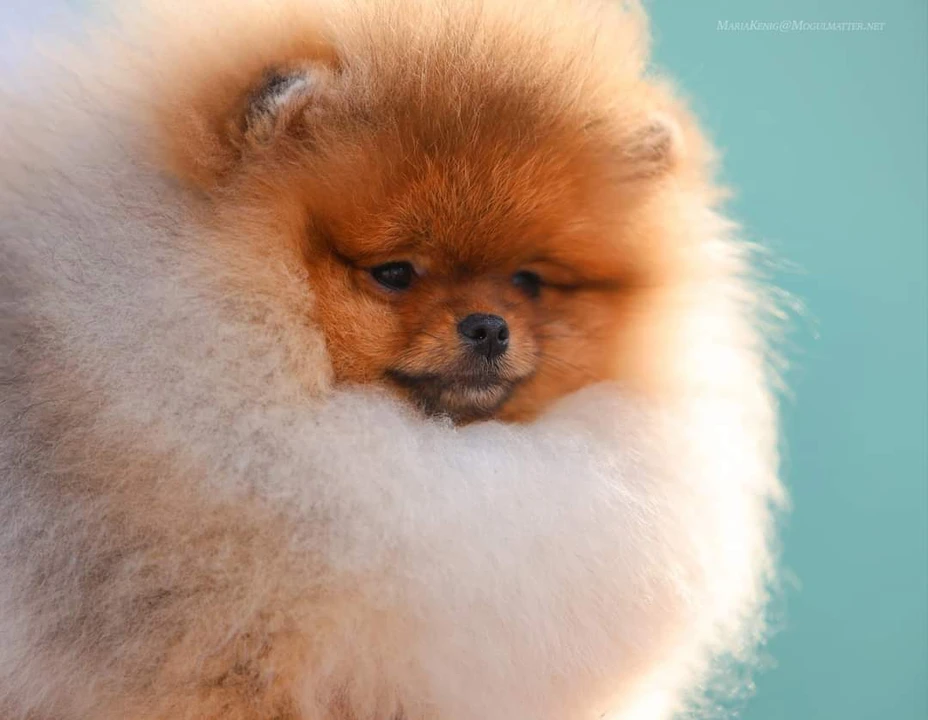 Queen of North Gin Sling Koko Gallery 5