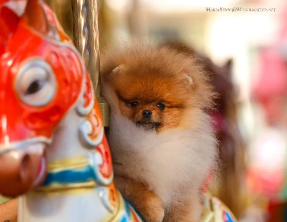 Queen of North Gin Sling Koko Gallery 6