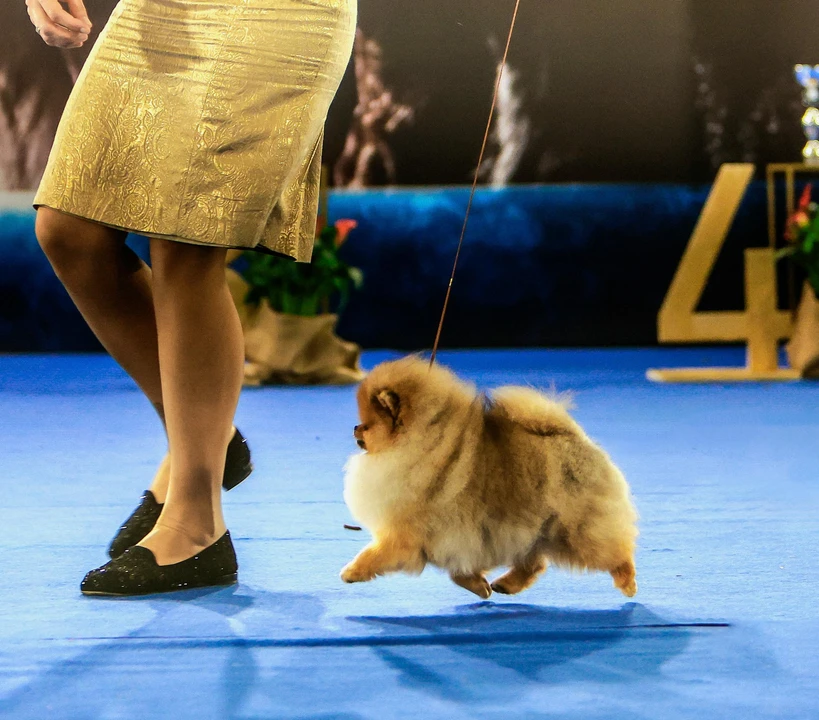 Queen of North Gin Sling Koko Gallery 8