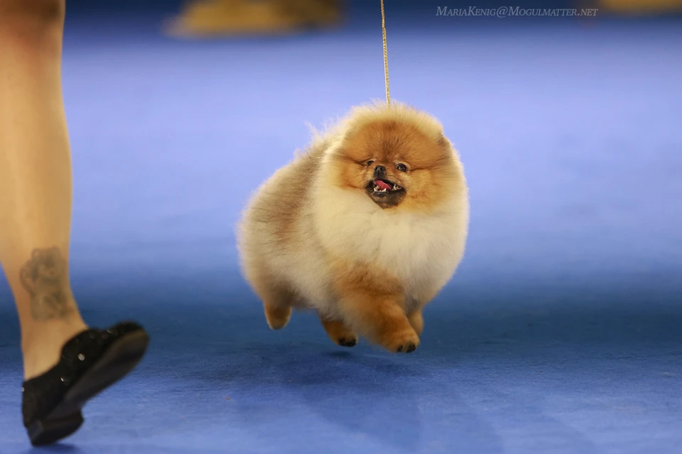 Queen of North Gin Sling Koko Gallery 9