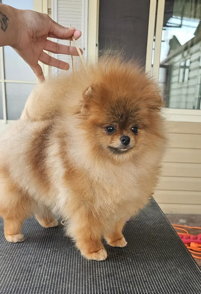 Queen of North Power Gallery 1